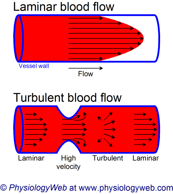 Laminar versus turbulent flow in blood vessels. Click for additional details.