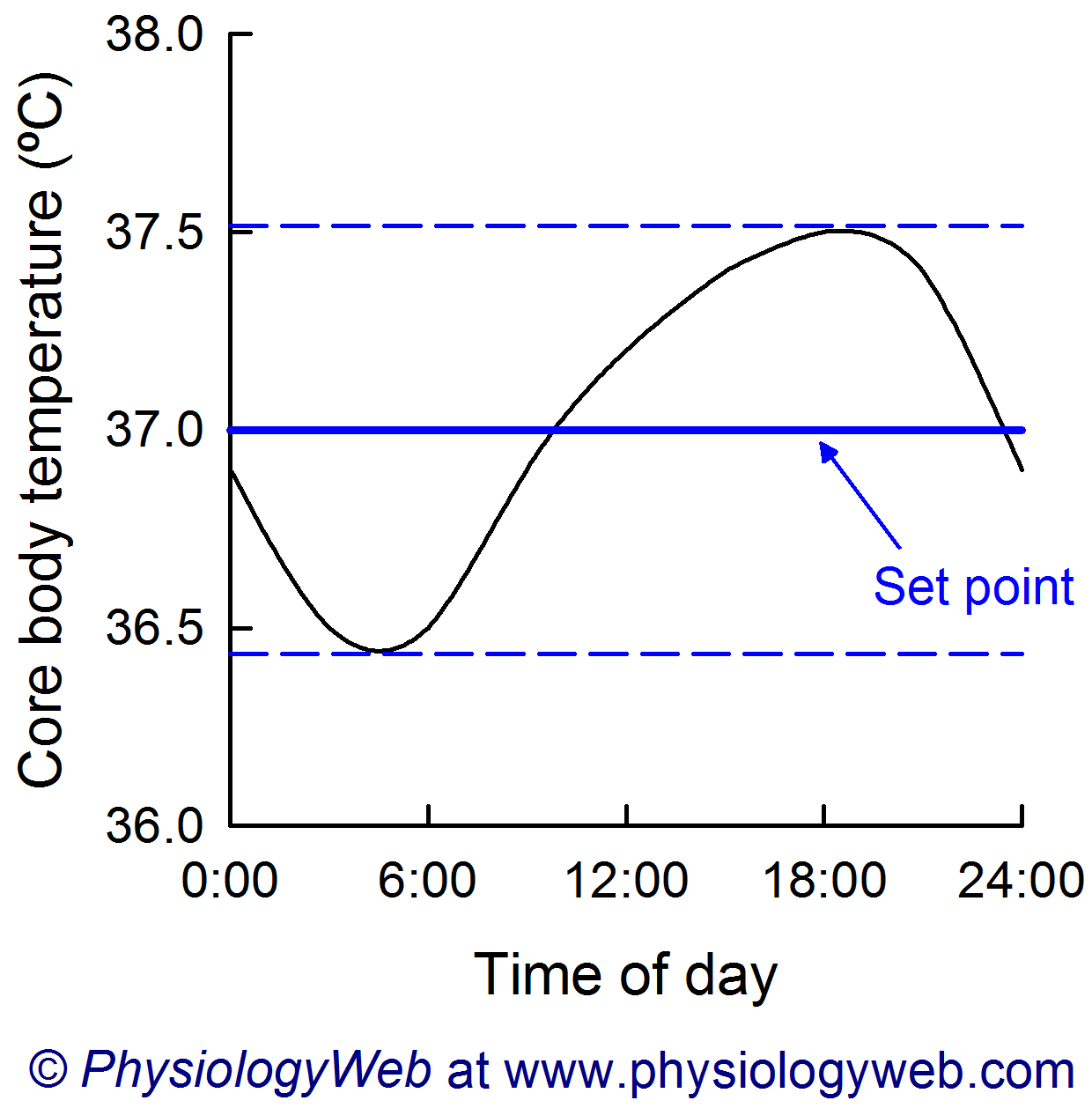 Circadian rhythm of core body temperature.
