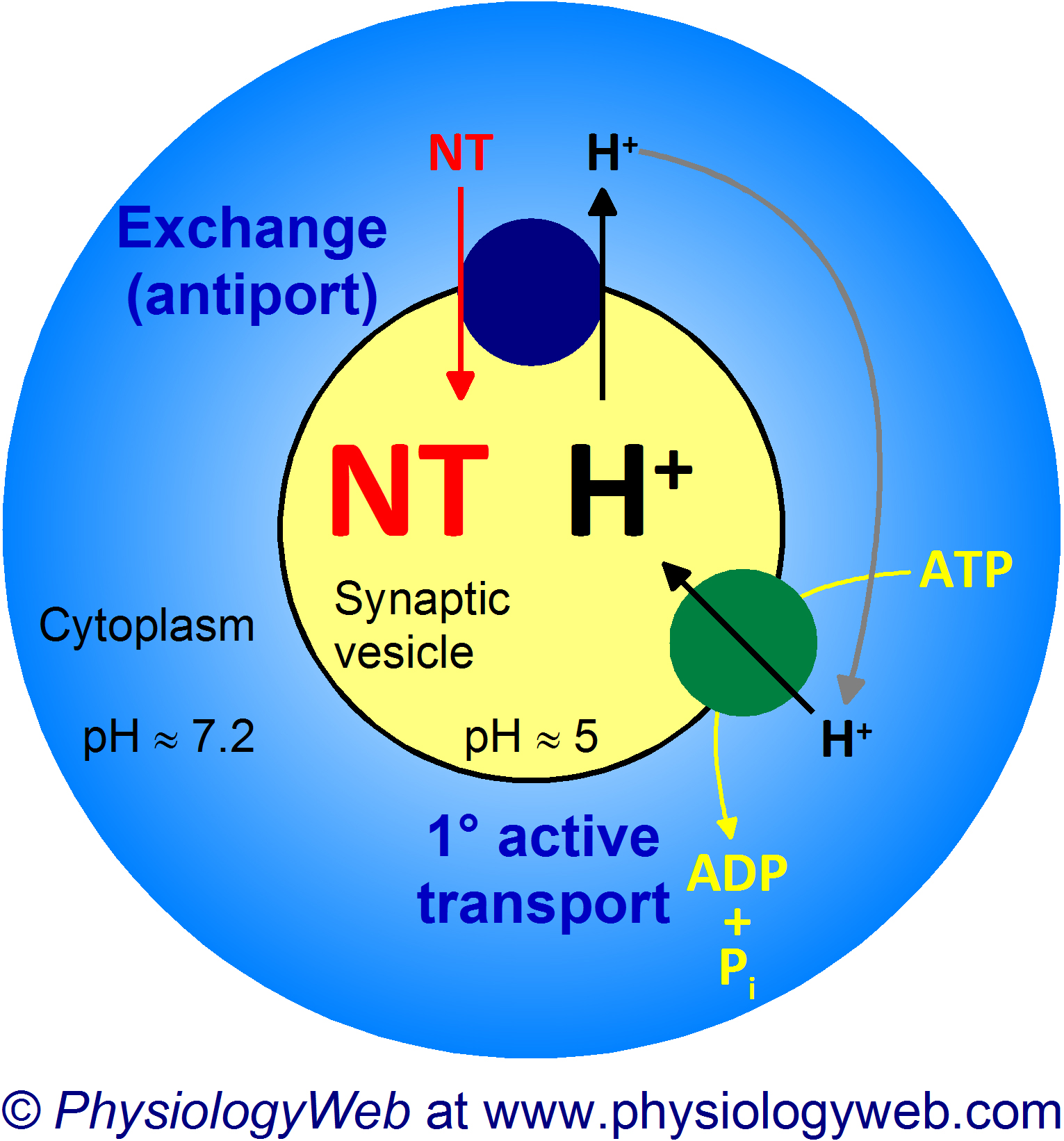 Primary and secondary active transporters in membranes of secretory and synaptic vesicles.