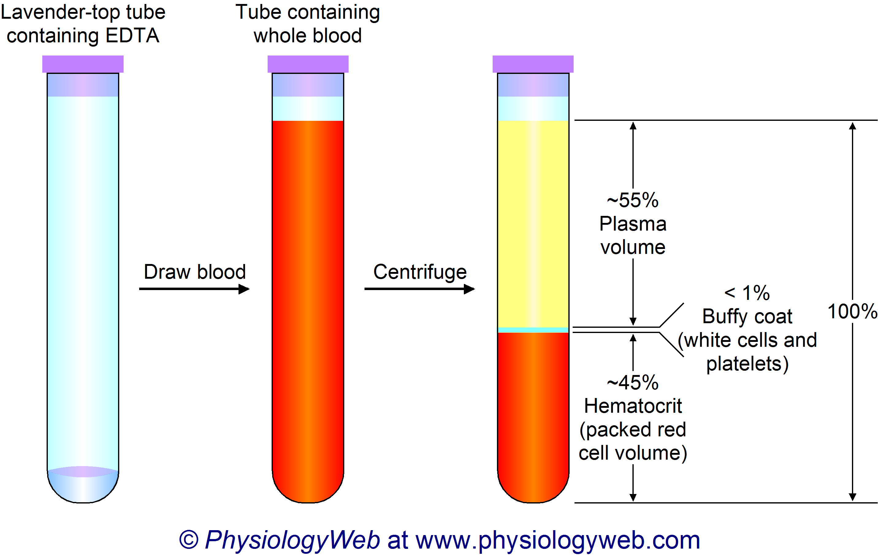 Whole blood is composed of plasma and formed elements.
