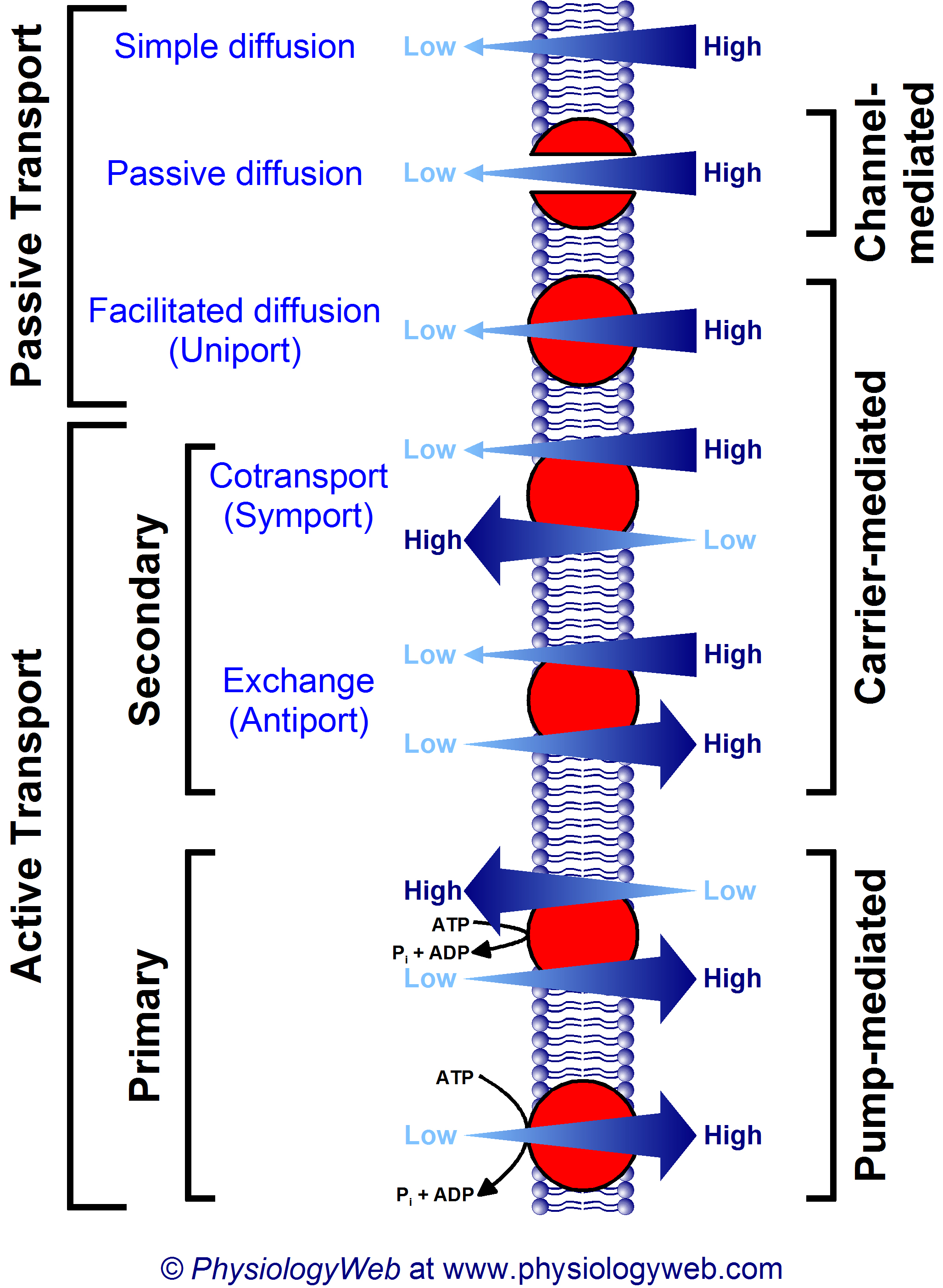 Transport across biological membranes.