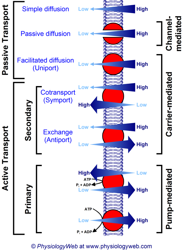 Transport across biological membranes. Click for additional details.