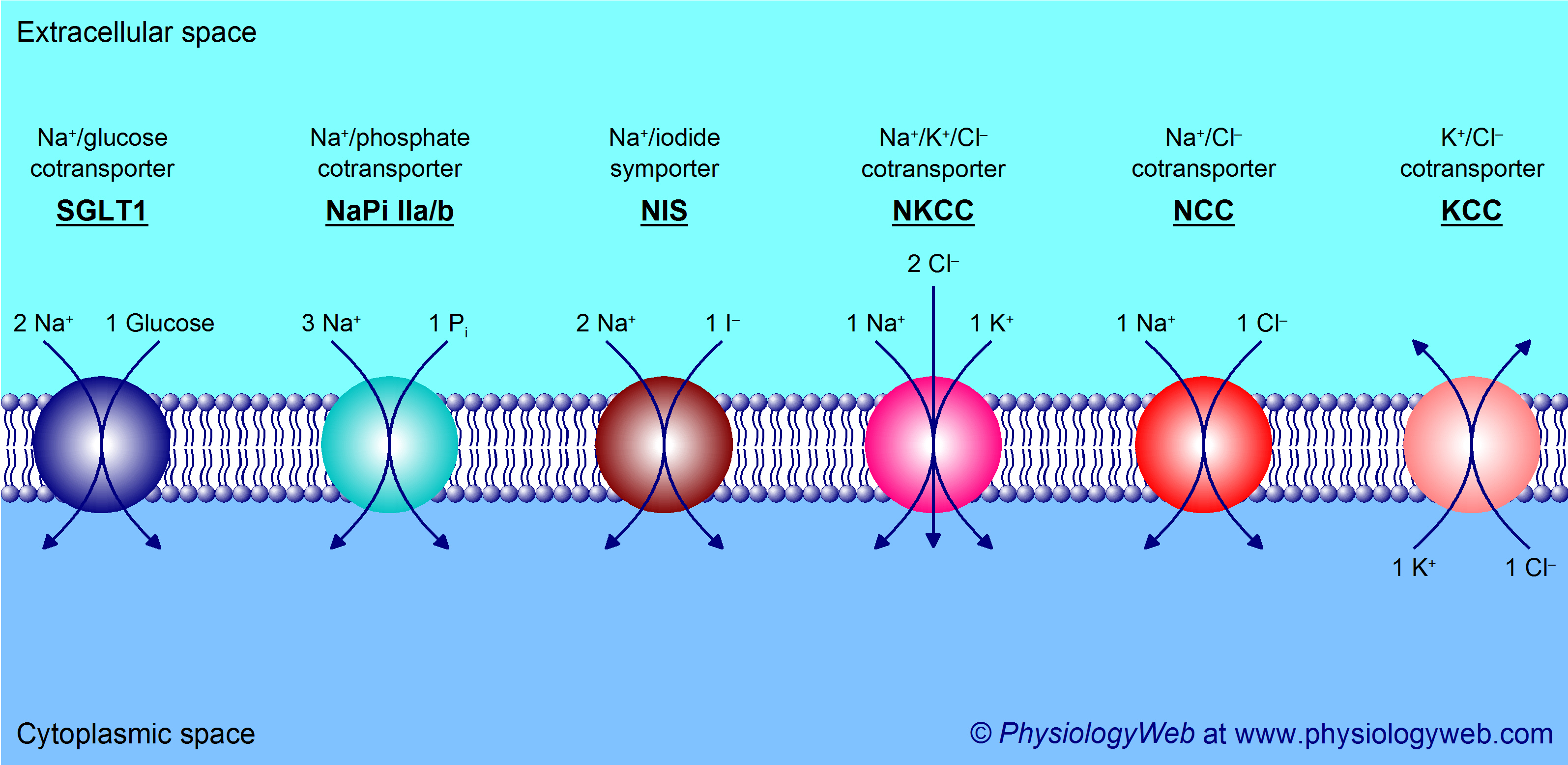 Secondary active transport - Examples of cotransporters (symporters)