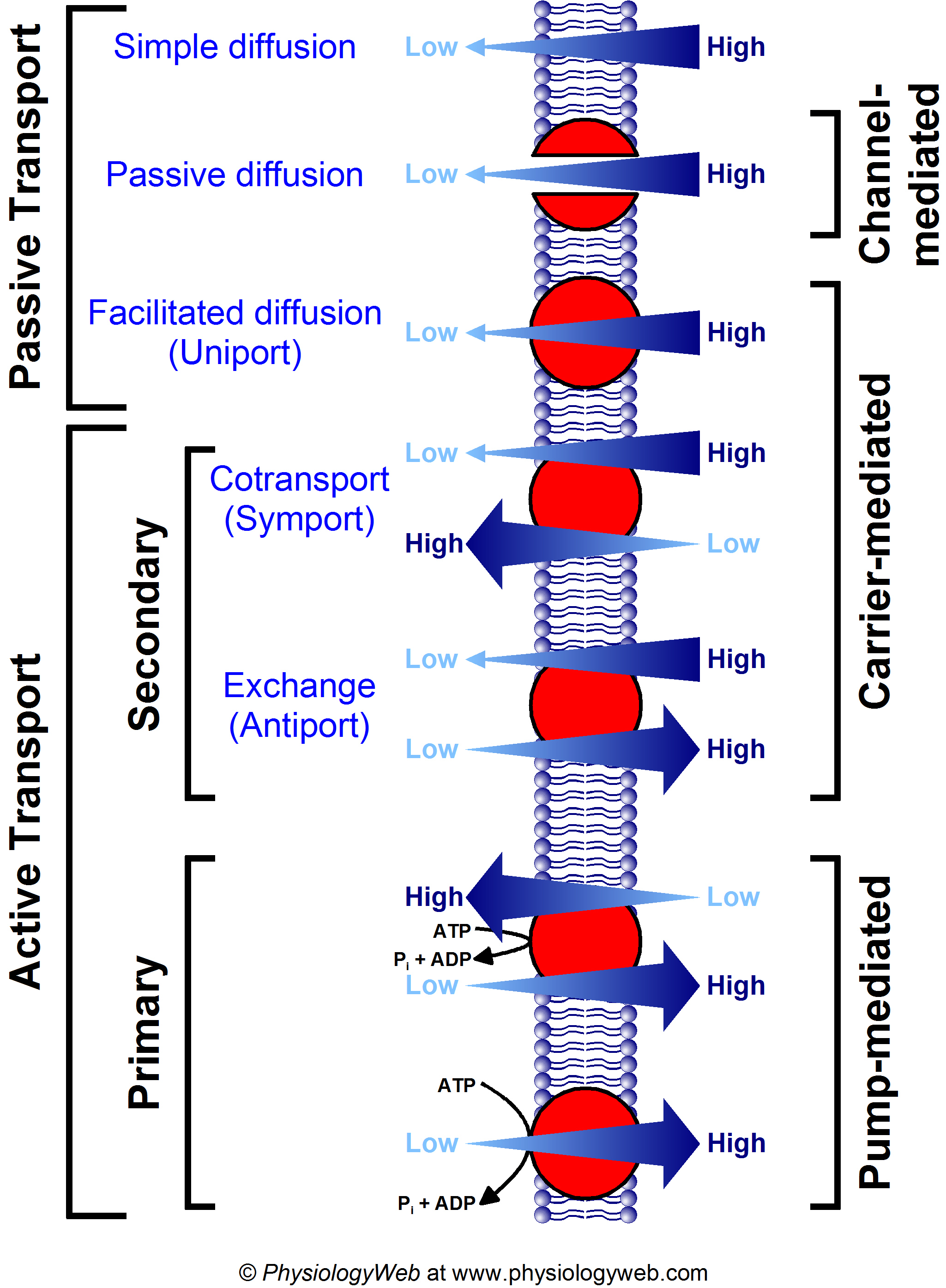 Summary of membrane transport processes
