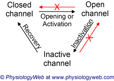 Sodium channel activation, inactivation, and recovery from inactivation.