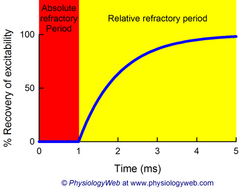 Recovery of neuronal excitability after exictation.