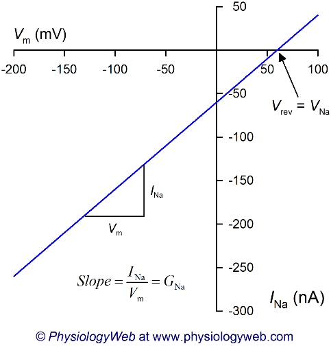 Current-voltage (I-V) relationship for sodium ion (Na+).