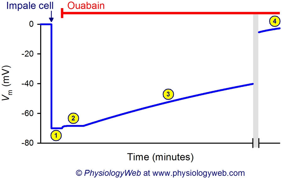 Effect of ouabain on the membrane potential.