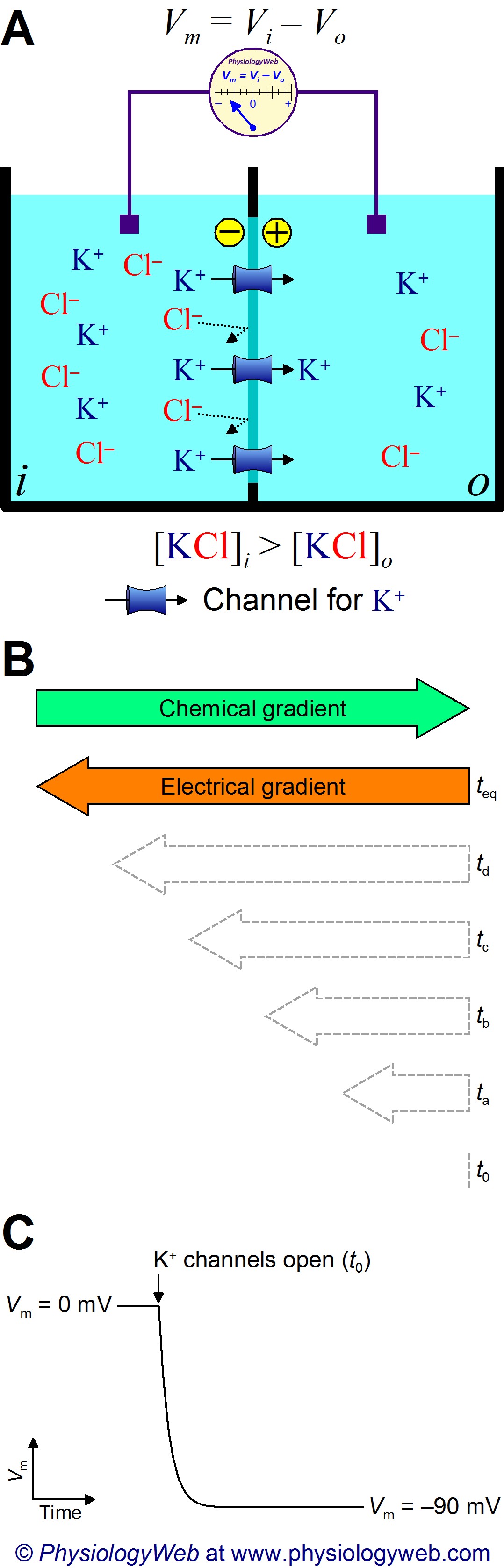 Two solution compartments separated by a membrane that contains potassium (K+) channels