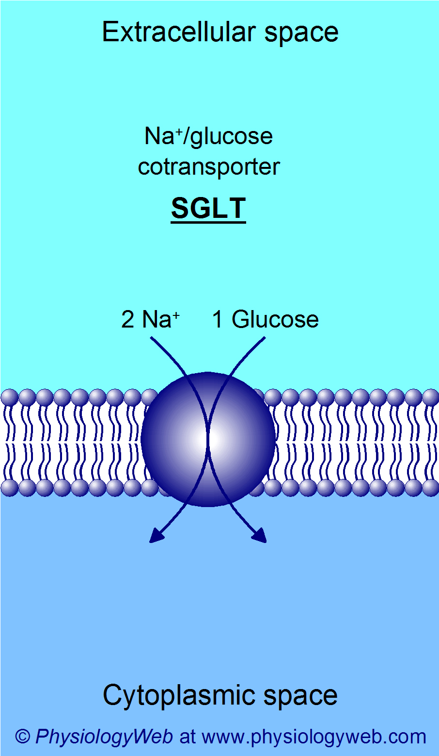 Ion/substrate coupling stoichiometry of the Na+/glucose cotransporter (SGLT)